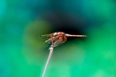 Close-up of insect