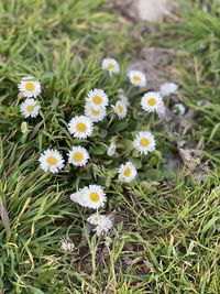 High angle view of white daisy flowers on field