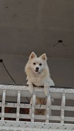 Close-up of dog standing by fence