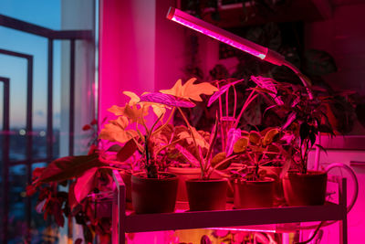 Collection of potted plants on shelf beneath glow of grow lights. specialised led pink phyto lamps
