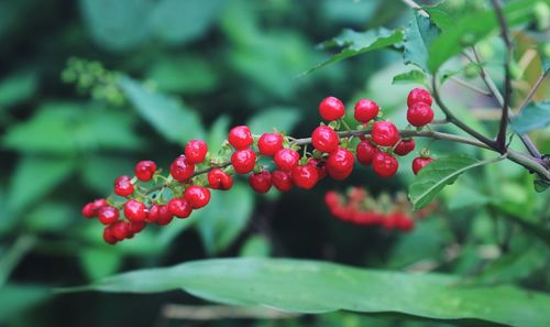 Close-up of red berries growing on plant