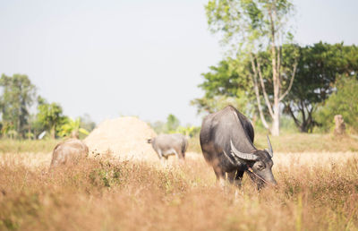 Buffalo are eating grass on meadow.