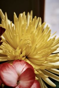 Close-up of yellow flower