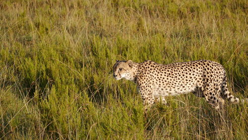 Side view of a leopard walking on grassland