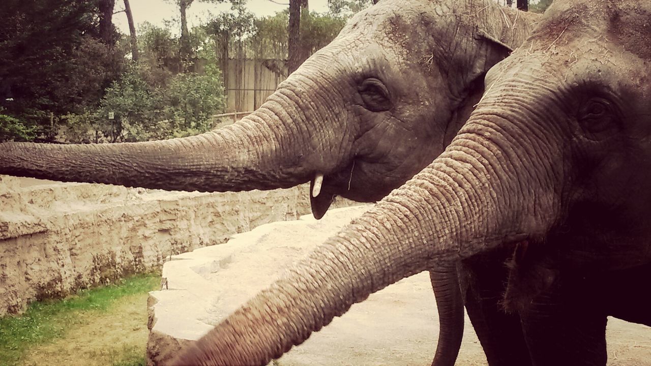 Zoo De La Palmyre