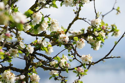 Low angle view of apple blossoms in spring