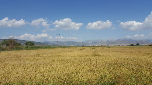 Scenic view of field against sky