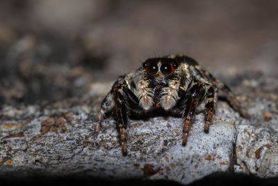 Close-up of spider on rock