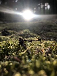 Close-up of lizard on land