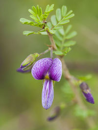 Close-up of bumblebee on purple flower