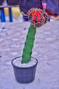 Close-up of potted plant