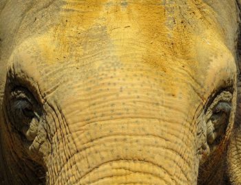 Close-up of elephant