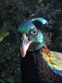 Close-up of a bird