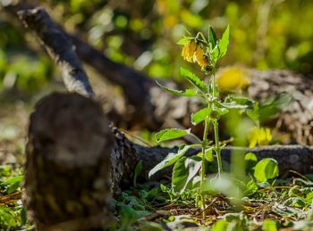 Close-up of lizard on plant