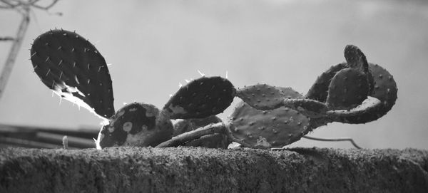 Close-up of plant growing on field