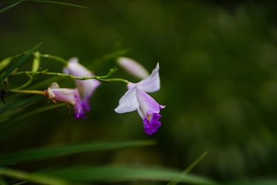 Close-up of purple flowering plant