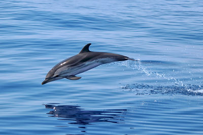 Spinner dolphin jumping