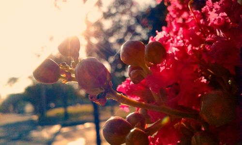 Close-up of fruits on tree