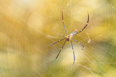 Close-up of spider and web