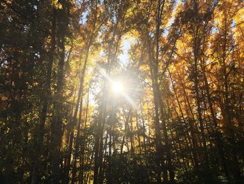 Low angle view of trees in forest