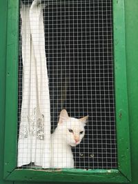 View of cat in cage