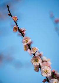 Close-up of cherry blossom against sky