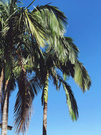 Low angle view of palm trees against clear blue sky