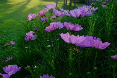 Close-up of pink crocus flowers on field