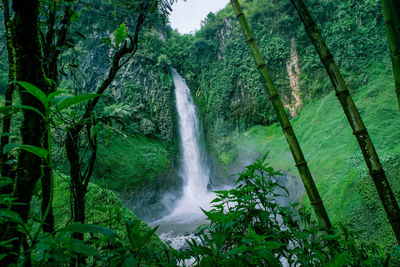 Scenic view of waterfall in forest