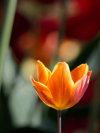 Close-up of orange tulip