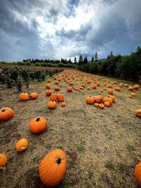 View of pumpkins on field against sky during autumn