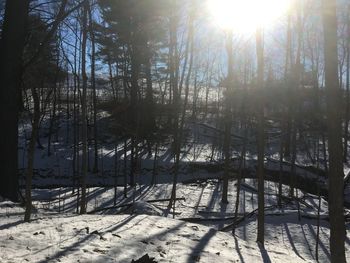 Trees in forest during winter