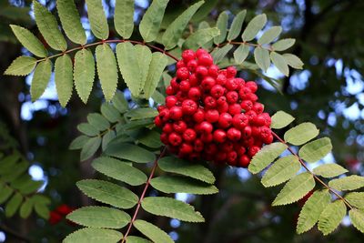 Close-up of red berries growing on tree