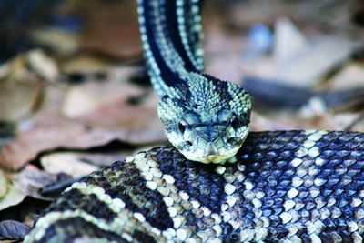 Close-up of lizard