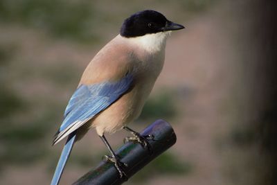 Close-up of bird perching on metal