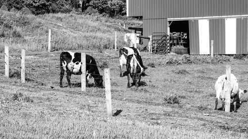 View of horse cart on field