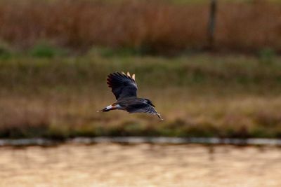 Bird flying over a land