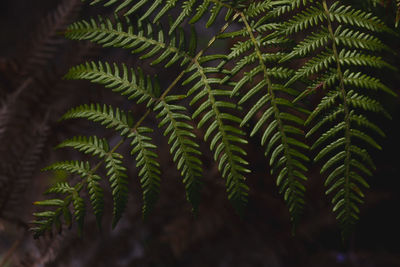 Close-up of fern leaves