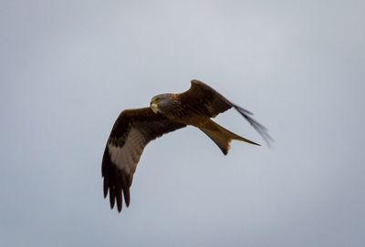 Low angle view of birds against clear sky