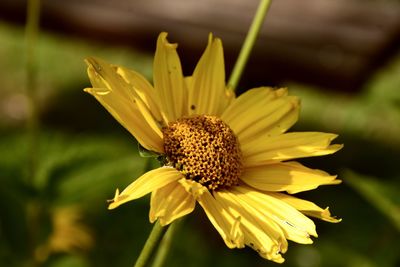 Close-up of yellow flower blooming outdoors