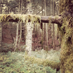 View of trees in forest