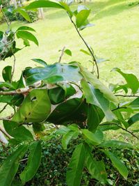 Close-up of fresh green plant