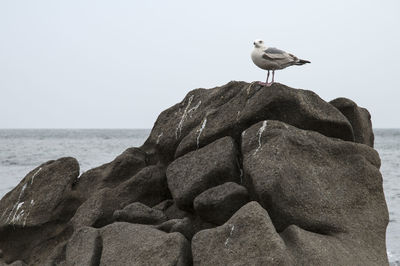 Seagull perching on rock by sea against clear sky