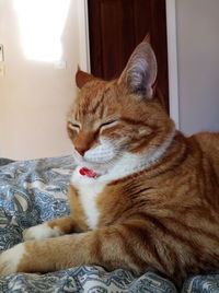 Cat resting on bed at home