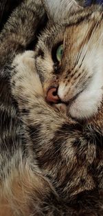 Close-up of a cat