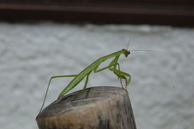 Close-up of insect