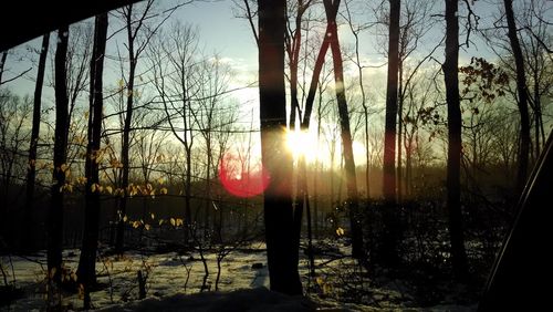 Close-up of trees against sky during sunset