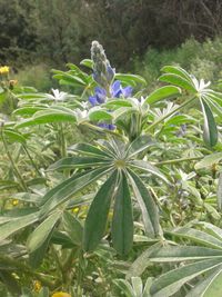 Close-up of flowers blooming outdoors