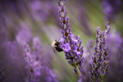 Bee pollinating on purple flower lavender 