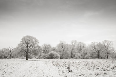 Trees on field against sky during winter